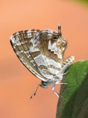 Photo: marshalli28.jpg