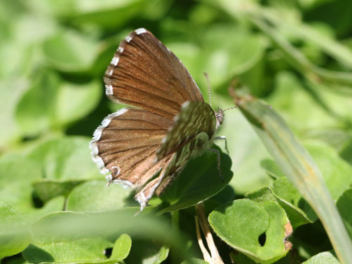 Photo: marshalli31.jpg