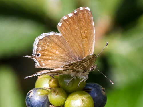 Photo: marshalli33.jpg