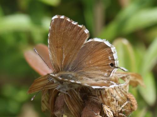 Photo: marshalli38.jpg