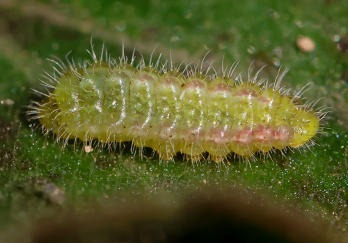Photo: marshalli39.jpg