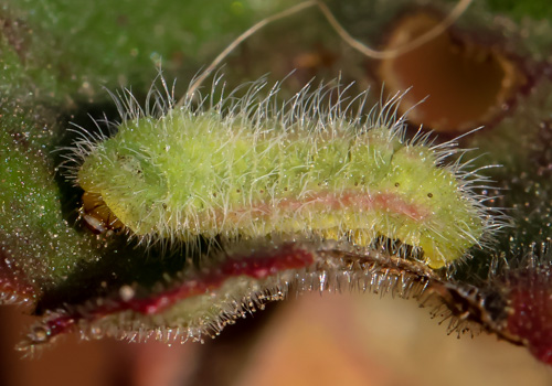 Photo: marshalli42.jpg