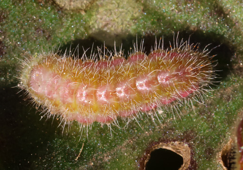 Photo: marshalli43.jpg