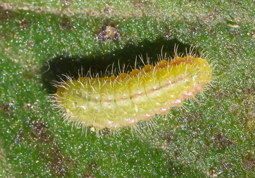 Photo: marshalli44.jpg