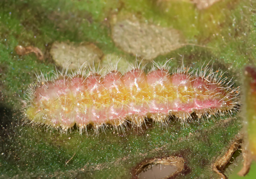 Photo: marshalli45.jpg