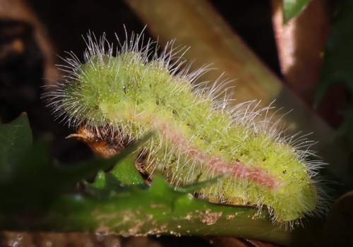 Photo: marshalli48.jpg