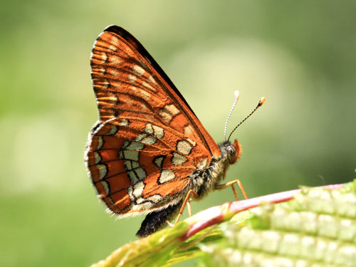 Photo: maturna