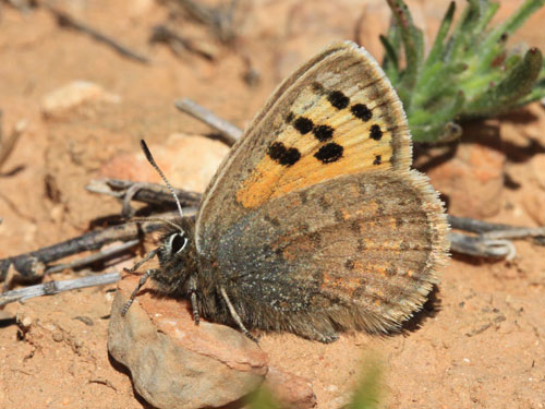 Photo: mauretanicus6.jpg