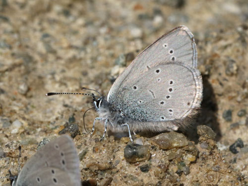 Photo: minimus