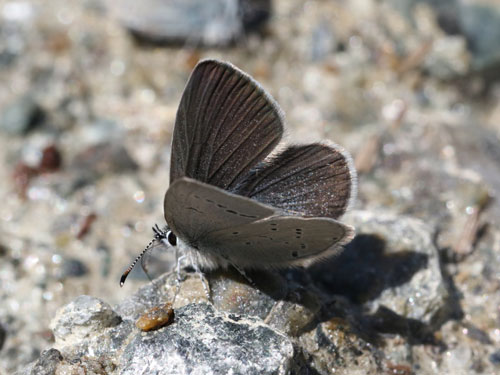 Photo: minimus