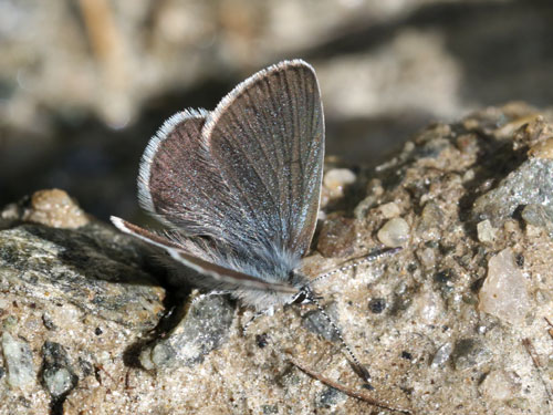 Photo: minimus