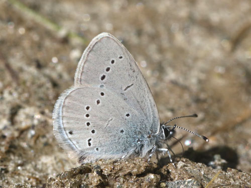 Photo: minimus