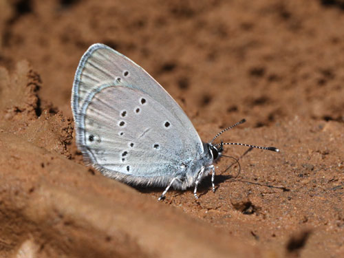 Photo: minimus