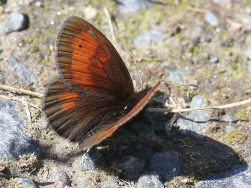 Photo: mnestra