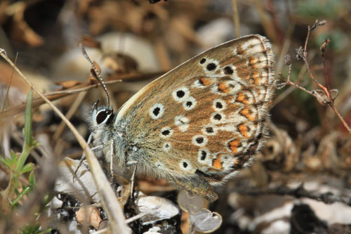 Photo: morronensis