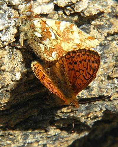 Photo: napaea10.jpg