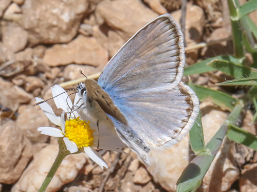 Photo: nivescens51.jpg