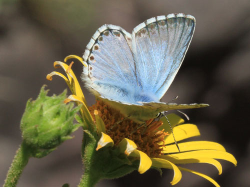 Photo: coridon nufrellensis