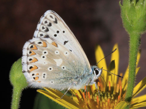 Photo: coridon nufrellensis