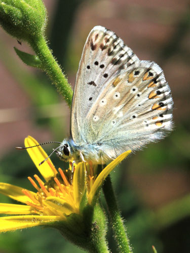 Photo: coridon nufrellensis