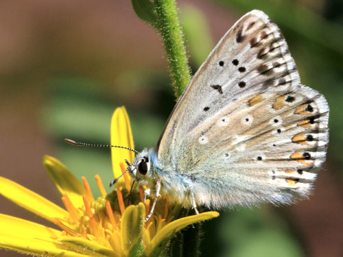 Photo: coridon nufrellensis