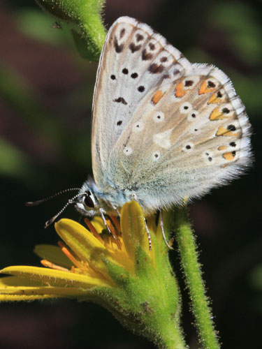 Photo: coridon nufrellensis