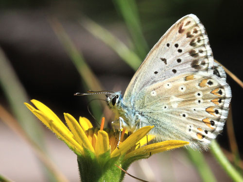 Photo: coridon nufrellensis