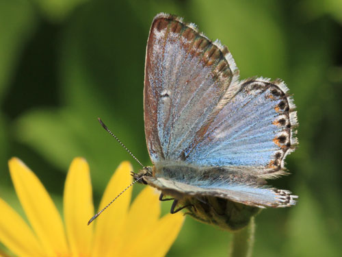 Photo: coridon nufrellensis