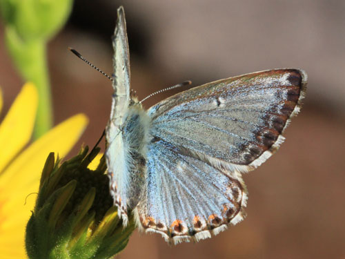 Photo: coridon nufrellensis