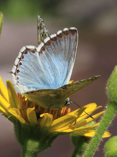 Photo: coridon nufrellensis