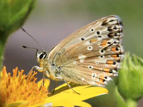 Photo: coridon nufrellensis