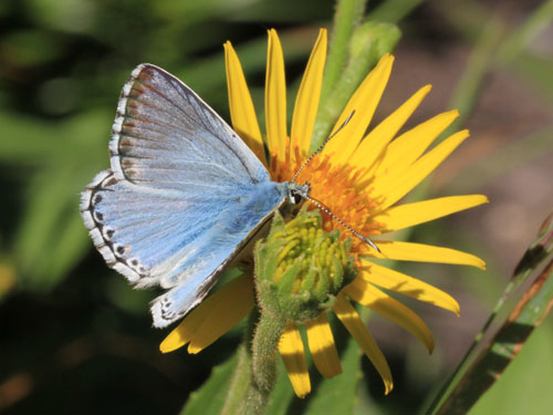 Photo: coridon nufrellensis