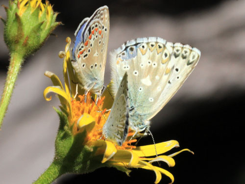 Photo: coridon nufrellensis