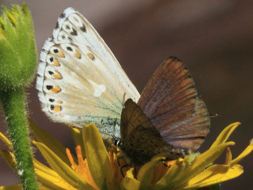 Photo: coridon nufrellensis