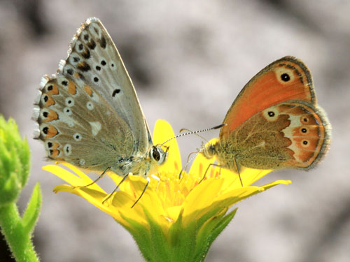 Photo: coridon nufrellensis