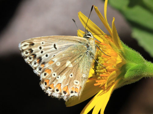 Photo: coridon nufrellensis