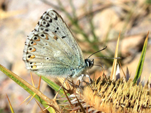 Photo: coridon nufrellensis