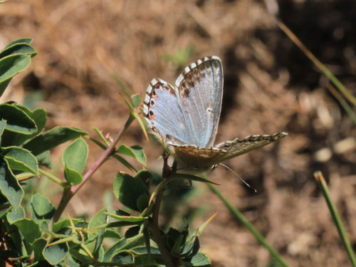 Photo: coridon nufrellensis