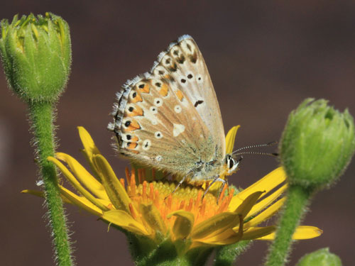 Photo: coridon nufrellensis