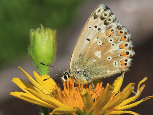 Photo: coridon nufrellensis