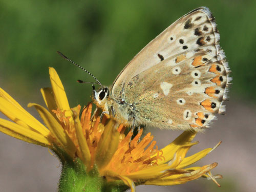 Photo: coridon nufrellensis