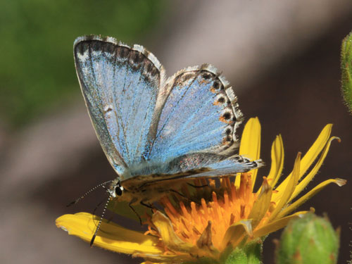 Photo: coridon nufrellensis