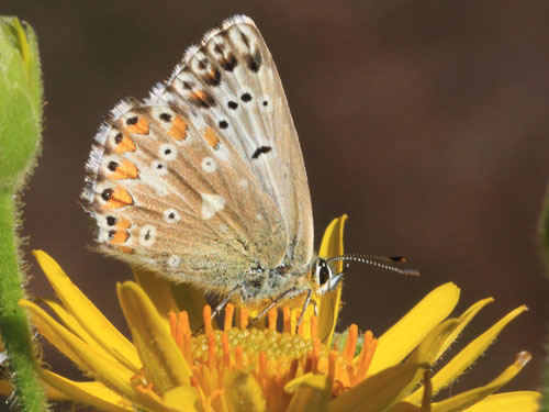 Photo: coridon nufrellensis