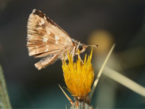 Photo: orbifer