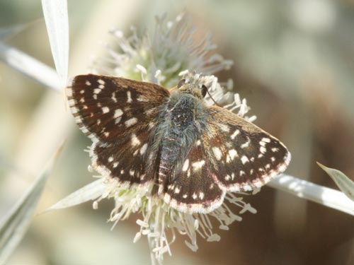 Photo: orbifer