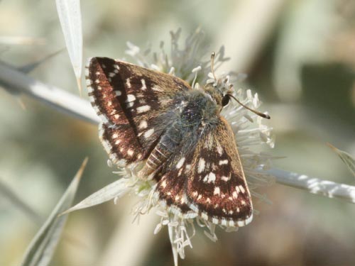 Photo: orbifer