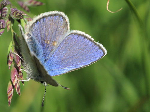 Photo: orbitulus