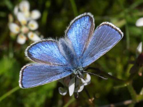 Photo: orbitulus