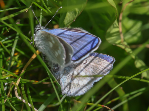 Photo: orbitulus