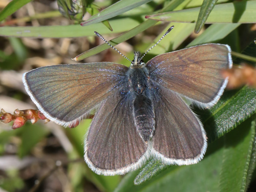 Photo: orbitulus